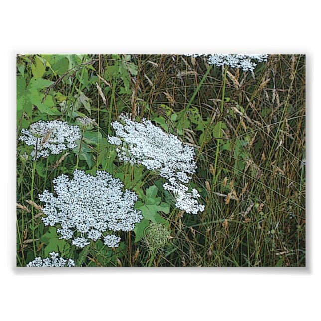 Queen Anne's Lace White Wild Blume Fotodruck (Vorne)