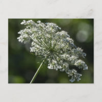 Queen Anne's Lace White Wildblume Postcard