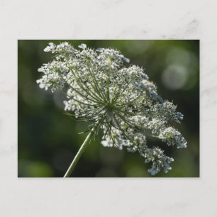 Queen Anne's Lace White Wildblume Postcard Postkarte