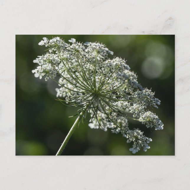 Queen Anne's Lace White Wildblume Postcard Postkarte (Vorderseite)