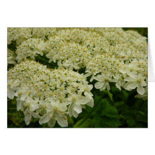 Queen Anne's Lace Wildblume Foto