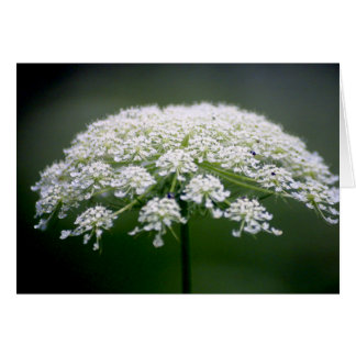 Queen Ann's Lace-Blume