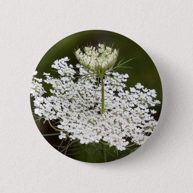 Queen Ann's Lace Button (Vorderseite)
