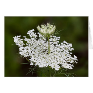 Queen Ann's Lace Double nehmen