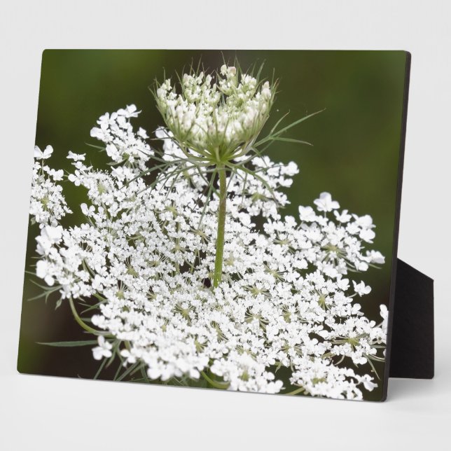 Queen Ann's Lace Fotoplatte (Seite)