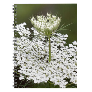 Queen Ann's Lace Notizblock