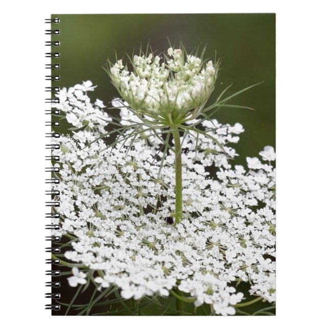 Queen Ann's Lace Notizblock (Vorderseite)