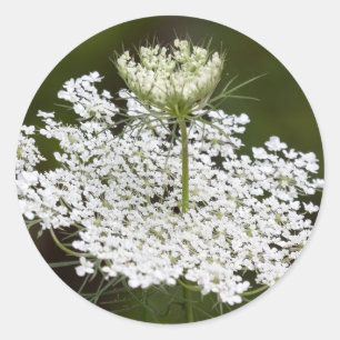 Queen Ann's Lace Runder Aufkleber