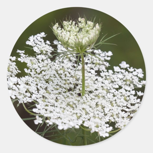 Queen Ann's Lace Runder Aufkleber (Vorderseite)