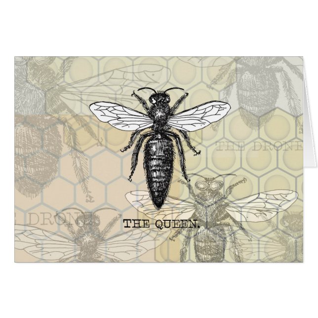 Queen Bee Bug Insect Antike Illustration (Vorderseite (Horizontal))
