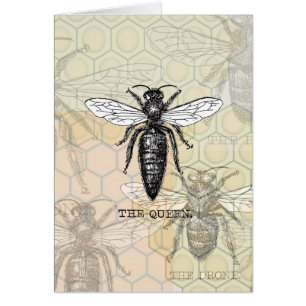 Queen Bee Bug Insect Antike Illustration