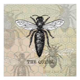 Queen Bee Bug Insect Antike Illustration Poster