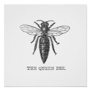 Queen Bee Bug Insect Antike Illustration Poster