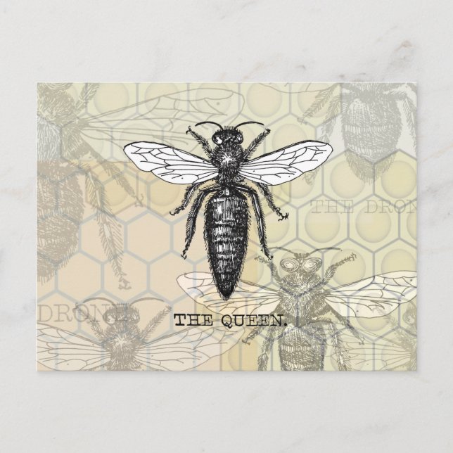 Queen Bee Bug Insect Antike Illustration Postkarte (Vorderseite)