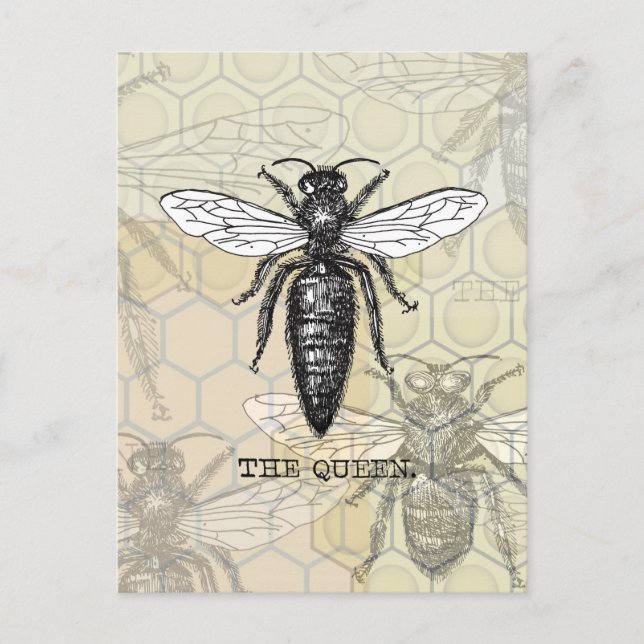 Queen Bee Bug Insect Antike Illustration Postkarte (Vorderseite)