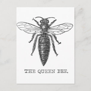 Queen Bee Bug Insect Antike Illustration Postkarte