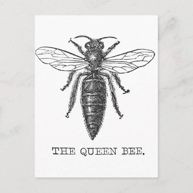 Queen Bee Bug Insect Antike Illustration Postkarte (Vorderseite)