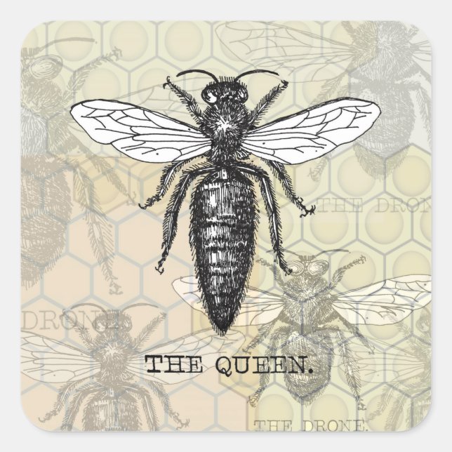 Queen Bee Bug Insect Antike Illustration Quadratischer Aufkleber (Vorderseite)