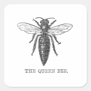 Queen Bee Bug Insect Antike Illustration Quadratischer Aufkleber
