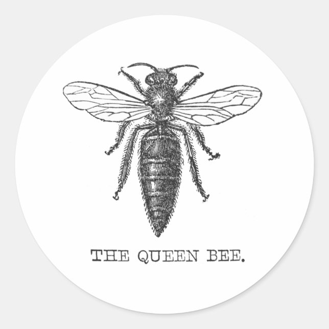 Queen Bee Bug Insect Antike Illustration Runder Aufkleber (Vorderseite)