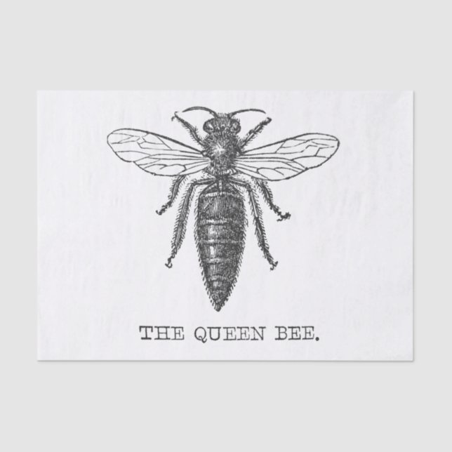 Queen Bee Bug Insect Antike Illustration Seidenpapier (Vorderseite)