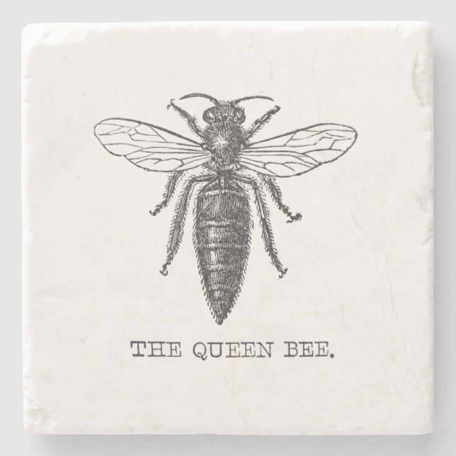 Queen Bee Bug Insect Antike Illustration Steinuntersetzer (Vorderseite)
