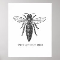 Queen Bee Illustration Bug Insect