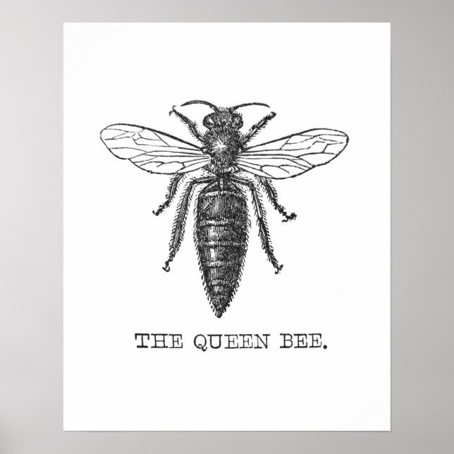 Queen Bee Illustration Bug Insect Poster (Vorne)