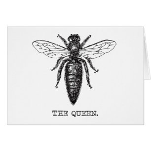 Queen Bee Illustration Classic Zeichnend