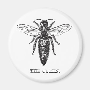 Queen Bee Illustration Classic Zeichnend Magnet