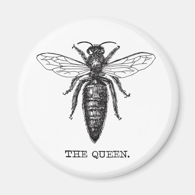 Queen Bee Illustration Classic Zeichnend Magnet (Vorne)