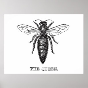 Queen Bee Illustration Classic Zeichnend Poster