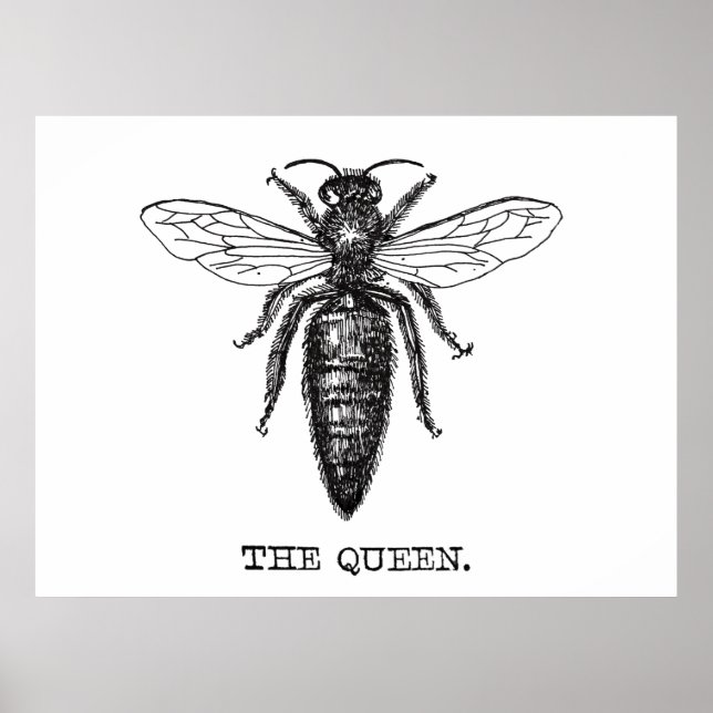Queen Bee Illustration Classic Zeichnend Poster (Vorne)