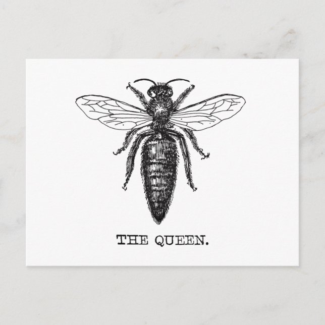 Queen Bee Illustration Classic Zeichnend Postkarte (Vorderseite)