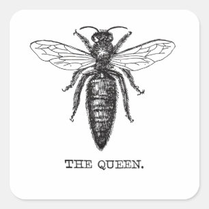 Queen Bee Illustration Classic Zeichnend Quadratischer Aufkleber