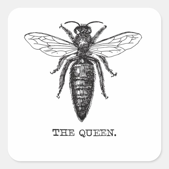 Queen Bee Illustration Classic Zeichnend Quadratischer Aufkleber (Vorderseite)