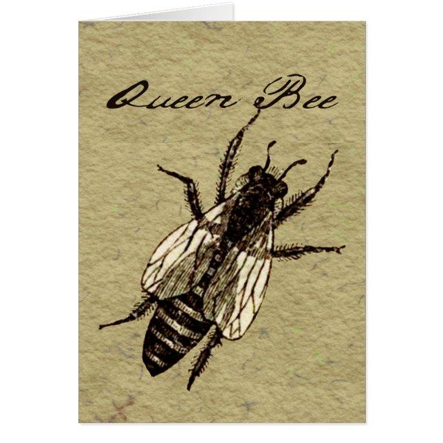 Queen Bee Wildlife Bug Insect (Vorne)