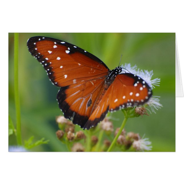 Queen Butterfly (Vorderseite (Horizontal))