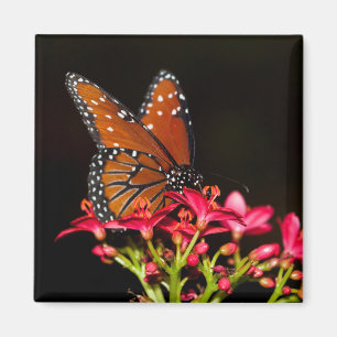 Queen Butterfly auf rosa Blume Magnet