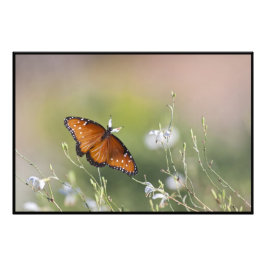 Queen Butterfly im Morgenlicht Fotodruck
