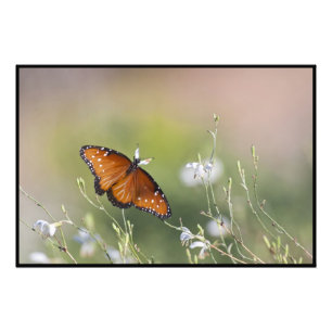 Queen Butterfly im Morgenlicht Fotodruck