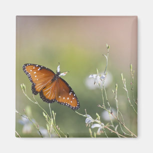 Queen Butterfly im Morgenlicht Magnet