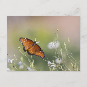 Queen Butterfly im Morgenlicht Postkarte