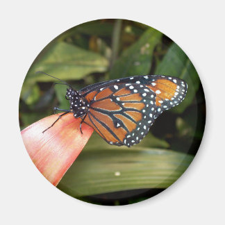 Queen Butterfly Magnet