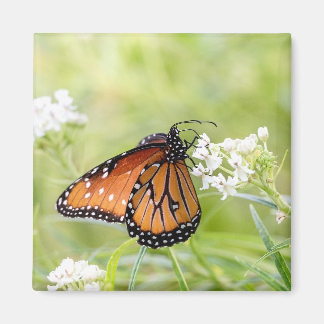 Queen Butterfly Sunning on Milkweed Magnet (Vorne)