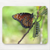 Queen Butterfly und Monarch Raupe Mouse Pad