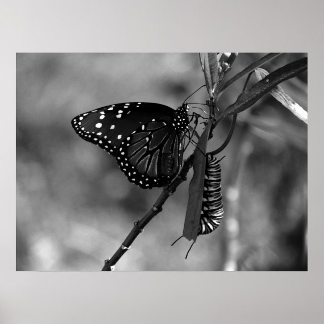 Queen Butterfly w Monarch Raupe in B & W Poster (Vorne)