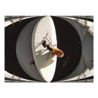 Queen Carpenter Ant ~ Foto