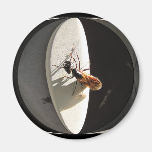 Queen Carpenter Ant ~ Magnet