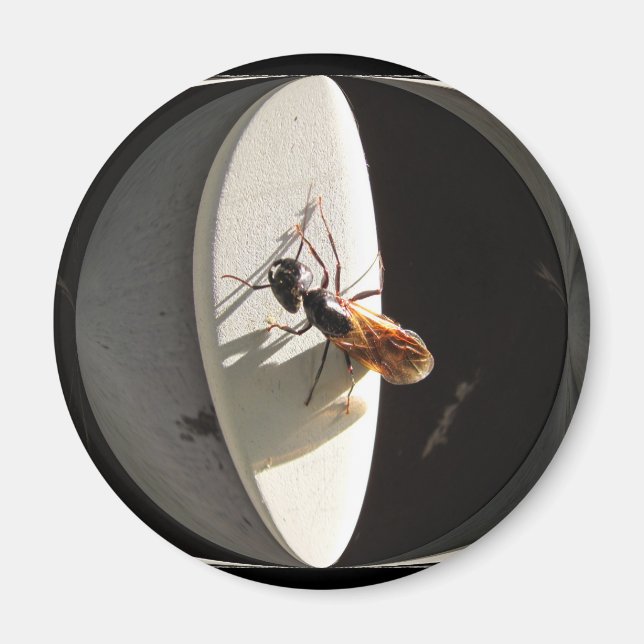 Queen Carpenter Ant ~ Magnet (Vorne)